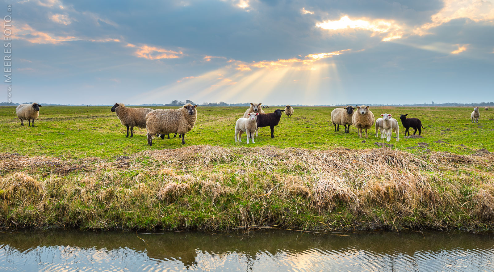 Mehrere interessierte Schafe auf Eiderstedt