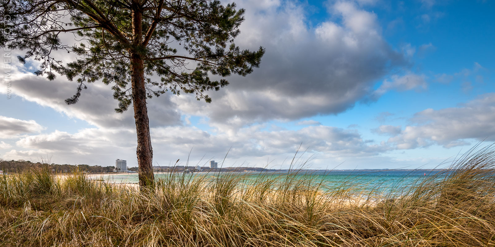 Dünen, Kiefer, Wind am Timmendorfer Strand