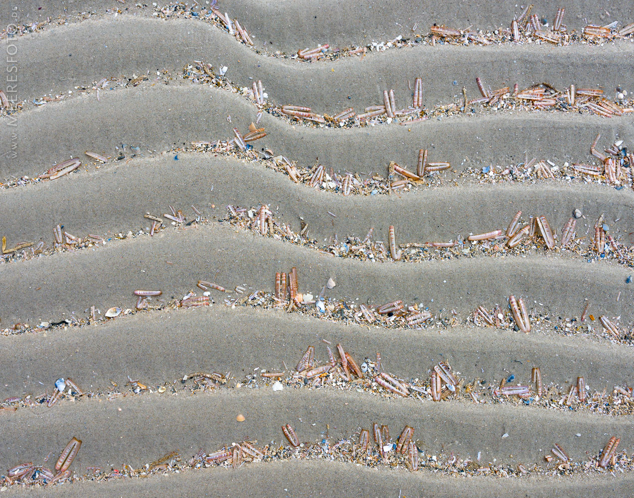 Minitreibgut der Nordsee